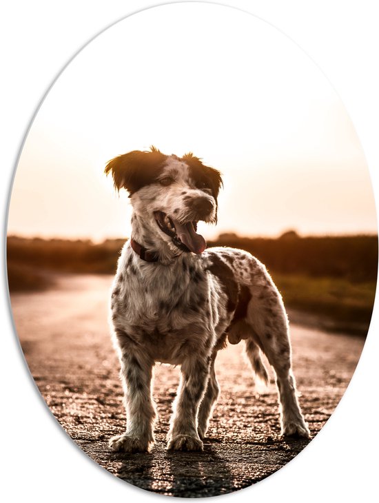 WallClassics - PVC Schuimplaat Ovaal - Kleine Witte Hond met Stippen - 81x108 cm Foto op Ovaal (Met Ophangsysteem)