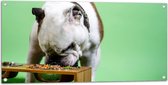 WallClassics - Tuinposter – Hondje aan het Eten voor Groene Achtergrond - Buldog - 100x50 cm Foto op Tuinposter (wanddecoratie voor buiten en binnen)