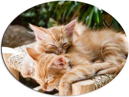 WallClassics - Dibond Ovaal - Slapende Rode kittens - 68x51 cm Foto op Ovaal (Met Ophangsysteem)