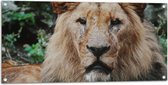 WallClassics - Tuinposter – Vrouwtjes Leeuw tegen Groene Struiken - 100x50 cm Foto op Tuinposter (wanddecoratie voor buiten en binnen)