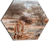 Dibond Hexagon - Achteraanzicht van Sluipende Leeuw in Afrikaans Landschap - 30x26.1 cm Foto op Hexagon (Met Ophangsysteem)