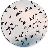 Dibond Muurcirkel - Zwerm Vogels in Bewolkte Lucht - 30x30 cm Foto op Aluminium Muurcirkel (met ophangsysteem)