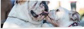 WallClassics - Dibond - Likkende Bulldog Honden - 150x50 cm Foto op Aluminium (Met Ophangsysteem)