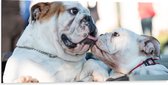 WallClassics - Dibond - Likkende Bulldog Honden - 100x50 cm Foto op Aluminium (Met Ophangsysteem)