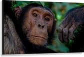 WallClassics - Canvas - Oude Chimpansee Aap - 120x80 cm Foto op Canvas Schilderij (Wanddecoratie op Canvas)