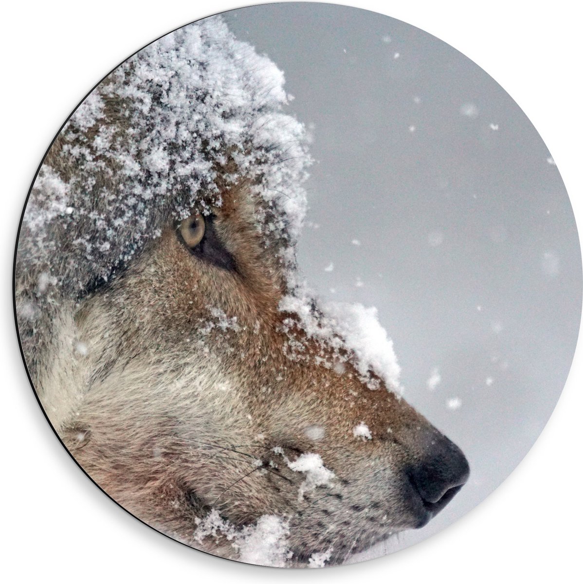 Dibond Muurcirkel - Vlokken Sneeuw op Kop van Geconcentreerde Wolf - 50x50 cm Foto op Alum