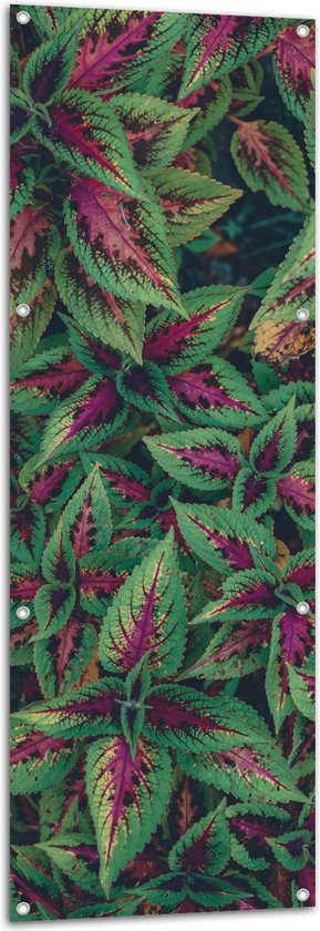 Tuinposter – Struik van Paars met Groene Bladeren - 50x150 cm Foto op Tuinposter (wanddecoratie voor buiten en binnen)
