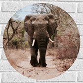 WallClassics - Muursticker Cercle - Éléphant Anticipant sur Chemin de Forêt Droog - 50x50 cm Photo sur Muursticker
