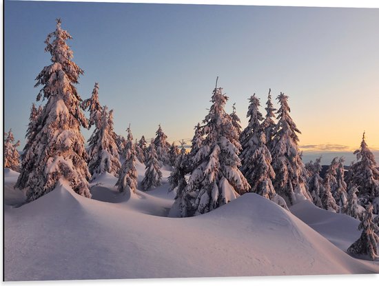 Dibond - Dikke Laag Sneeuw in Open Bos met Bomen - 80x60 cm Foto op Aluminium (Met Ophangsysteem)