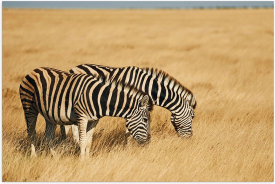 Poster Glanzend – Grazend Zebra Duo in het Droog Gras Landschap - 105x70 cm Foto op Posterpapier met Glanzende Afwerking