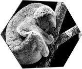WallClassics - Dibond Hexagon - Slapende Koala op Houten Tak (Zwart- wit) - 60x52.2 cm Foto op Hexagon (Met Ophangsysteem)