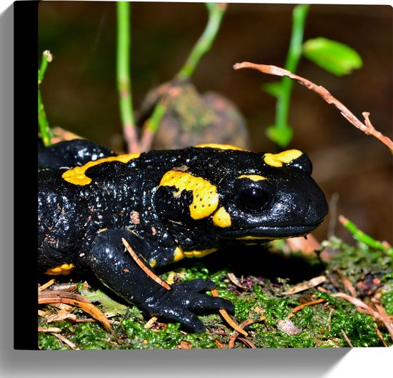 Canvas - Close-up van Vuur Salamander tussen Groene Planten - 30x30 cm Foto op Canvas Schilderij (Wanddecoratie op Canvas)