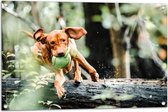 Tuinposter – Spelende Hond met Bal bij Boomstam in Bos - 90x60 cm Foto op Tuinposter (wanddecoratie voor buiten en binnen)