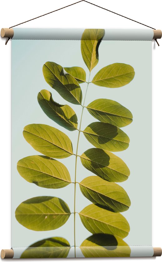 Textielposter - Lichtgroene Robina Plant op Pastelblauwe Achtergrond - 40x60 cm Foto op Textiel