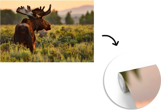 Papier peint photo peint vinyle - Elk in Wyoming largeur 330 cm x hauteur 220 cm - Tirage photo sur papier peint (disponible en 7 tailles)
