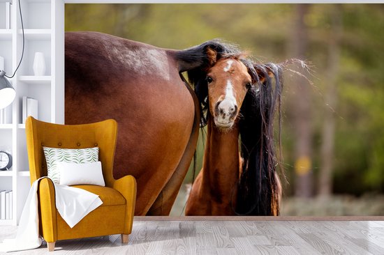 Vinyle Papier peint photo - se cacher sous Foal largeur 600 cm queue de sa mère x hauteur 400 cm - impression photo sur fond d' écran (disponible en 7 tailles)