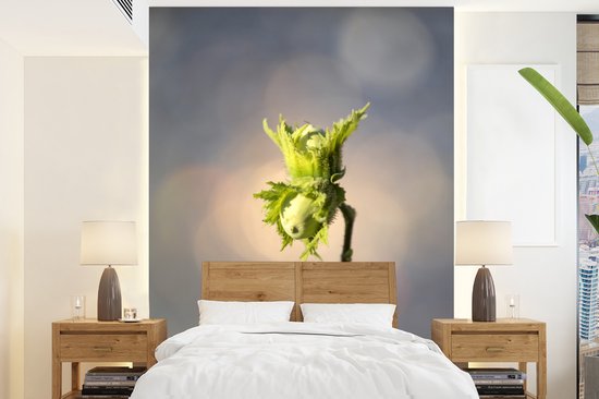 Papier peint photo vinyle - Les noisettes sur une branche mûrissant au soleil largeur 175 cm x hauteur 240 cm - Tirage photo sur papier peint (disponible en 7 tailles)