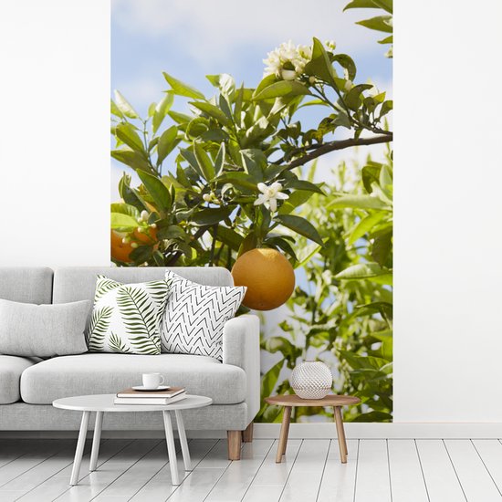 Behang - Fotobehang Sinaasappels in de boom met oranjebloesem - Breedte 225 cm x hoogte 350 cm