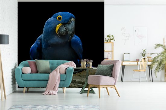 A ara hyacinthe sur une souche contre une fotobehang d'arrière - plan noir