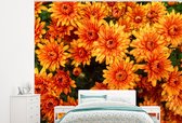 Behang - Fotobehang Bloemen - Oranje - Chrysant - Breedte 275 cm x hoogte 220 cm