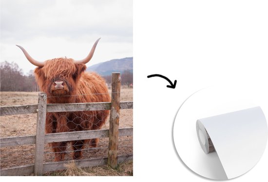 Behang - Fotobehang Schotse Hooglander - Gras - Hek - Breedte 160 cm x hoogte 220 cm