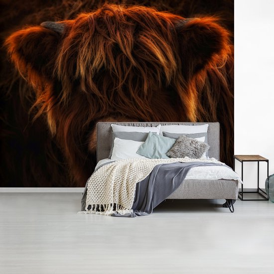 Behang - Fotobehang Schotse hooglander - Licht - Dier - Breedte 375 cm x hoogte 300 cm