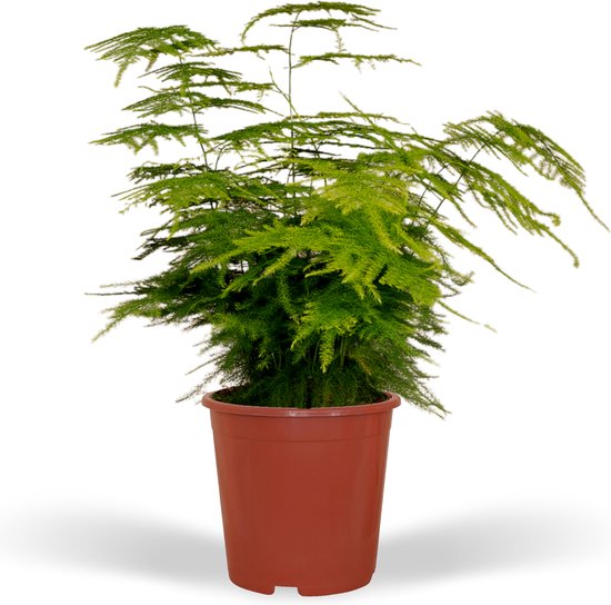 Asperge d'ornement - Asperge Plumosus hauteur 35cm pot 12cm