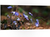 PVC Schuimplaat - Groepje Blauwe Hepitaca Bloemen - 100x50 cm Foto op PVC Schuimplaat (Met Ophangsysteem)