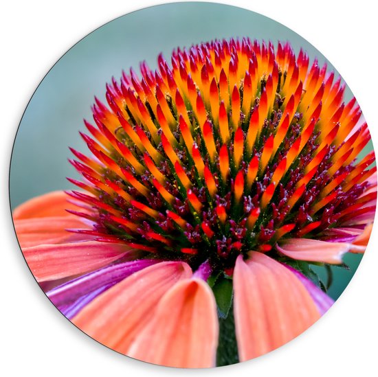 Dibond Muurcirkel - Koraal Kleurige Zonnehoed Bloem van Dichtbij - 80x80 cm Foto op Aluminium Muurcirkel (met ophangsysteem)