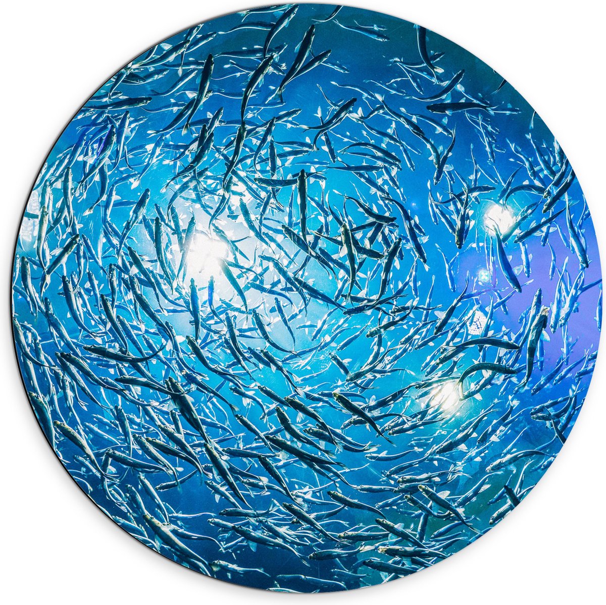 Dibond Muurcirkel - School Vissen in een Groot Aquarium - 70x70 cm Foto op Aluminium Muurcirkel (met ophangsysteem)