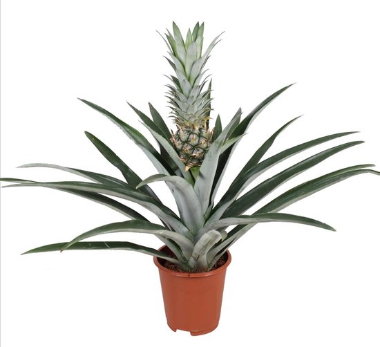 Plant in a Box - Ananas comosus - Tropische Ananasplant - anti-snurkplant -  bromeläine... | bol.com