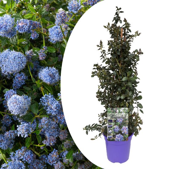 Plant in a Box - Ceanothus thyrsiflorus Repens - Voorjaarsbloei - Glanzend blad - Wintergroene struik - Pot 17cm - Hoogte 60-70cm