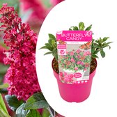 Plant in a Box - Buddleja Candy Little Ruby - Buddleja davidii - Vlinderstruik Winterhard - Rode Bloemen - Pot 19cm - Hoogte 30-40cm