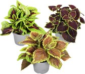 Plant in a Box - Coleus - Brandnetel - 3x - Echte kamerplant met verschillende kleuren - Pot 13cm - Hoogte 25-40cm