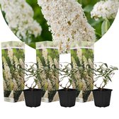 Plant in a Box - Buddleja Wit - Arbre à Papillons Rustique pour le jardin - Pot 9cm - Hauteur 25-40cm
