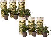 Plant in a Box - Solanum Muricatum 'Pepino gold' - Meloenpeer - Set van 6 - Pot 9cm - Hoogte 25-40cm