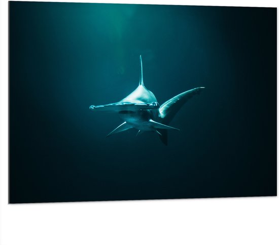 WallClassics - Dibond - Hamerhaai onder in het Water - 100x75 cm Foto op Aluminium (Met Ophangsysteem)