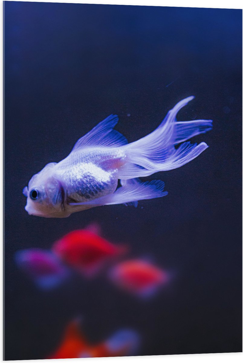 Acrylglas - Mooie Witte Vis in het Aquarium - 70x105 cm Foto op Acrylglas (Met Ophangsysteem)