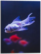Dibond - Mooie Witte Vis in het Aquarium - 30x40 cm Foto op Aluminium (Met Ophangsysteem)