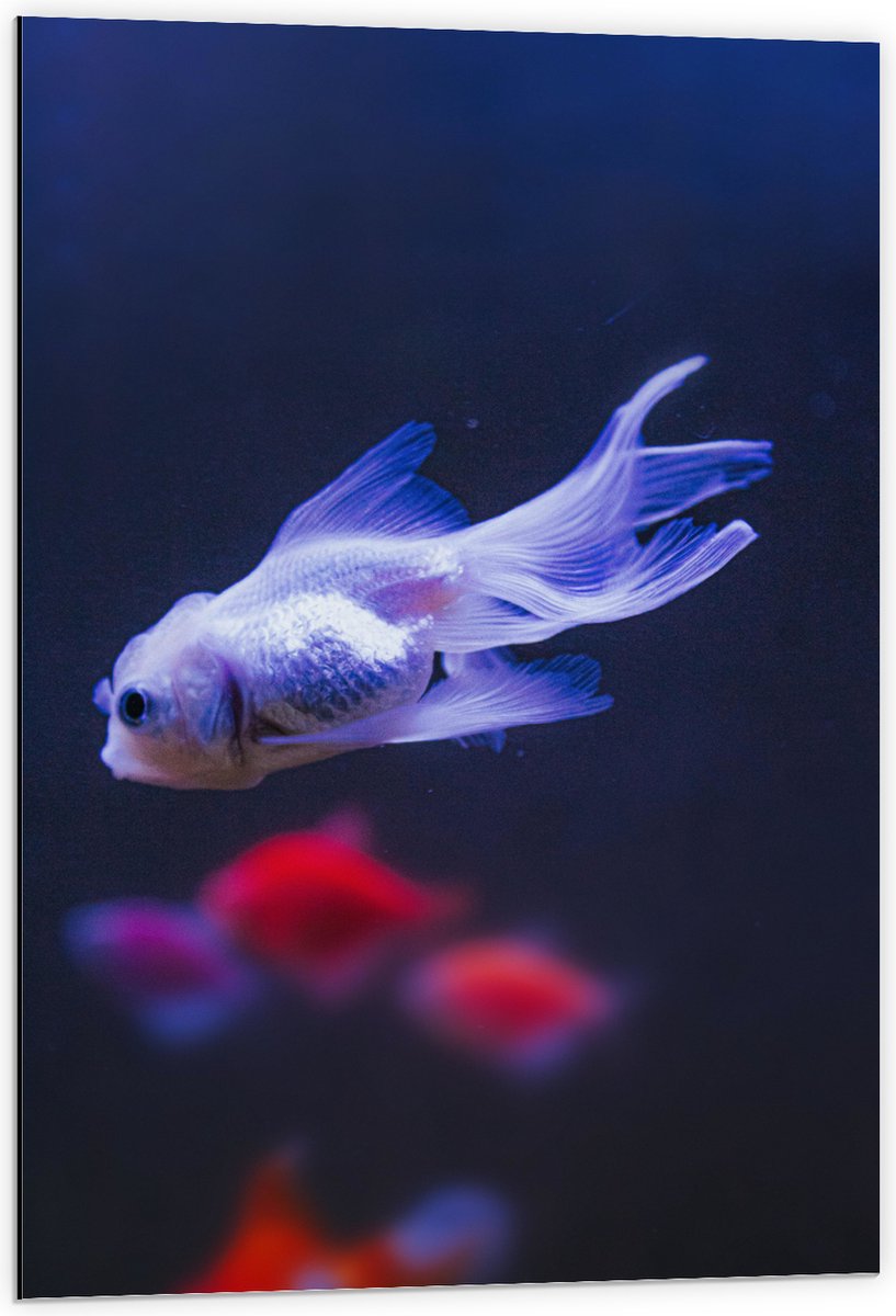 Dibond - Mooie Witte Vis in het Aquarium - 60x90 cm Foto op Aluminium (Met Ophangsysteem)