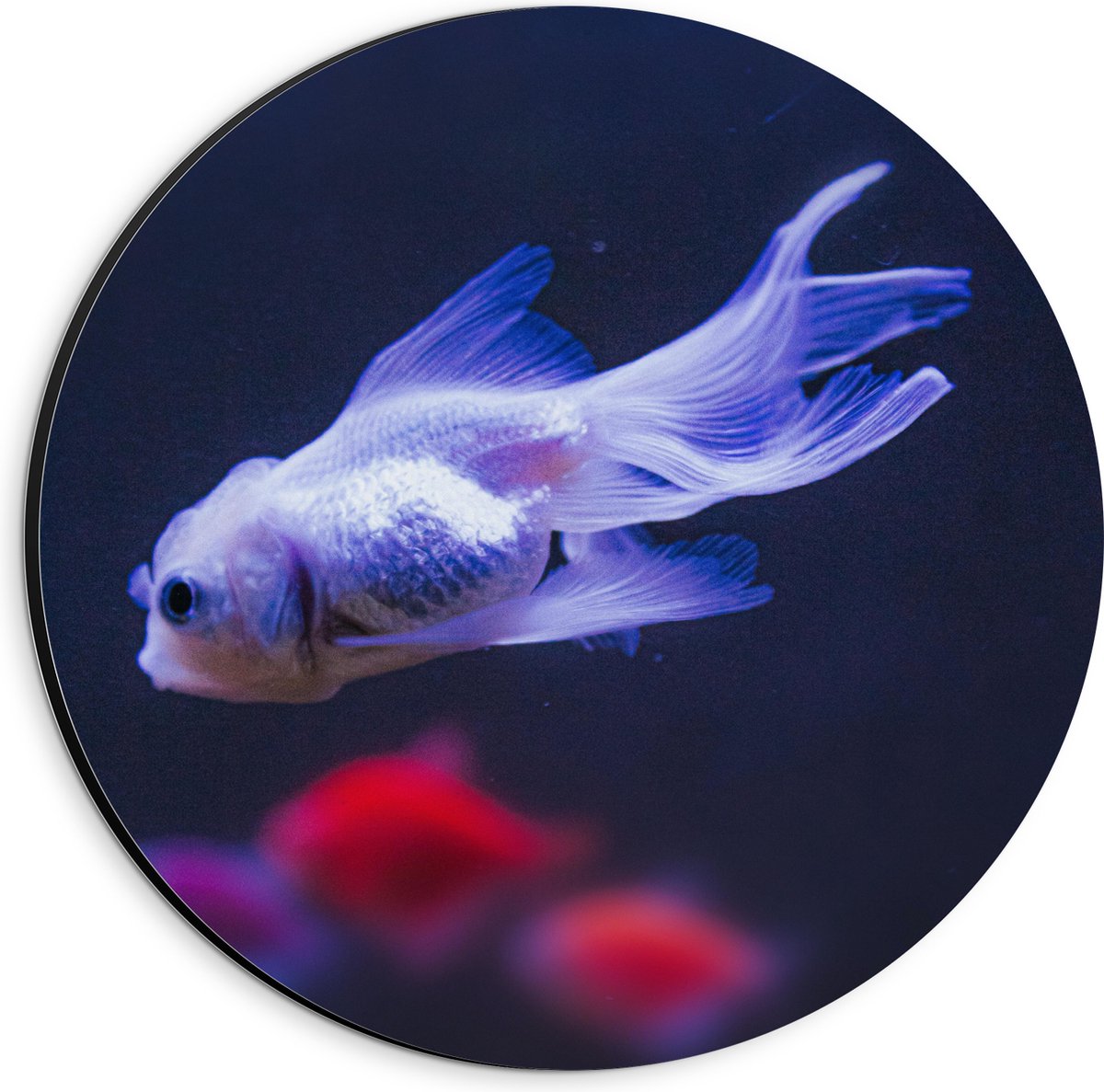 Dibond Muurcirkel - Mooie Witte Vis in het Aquarium - 20x20 cm Foto op Aluminium Muurcirkel (met ophangsysteem)