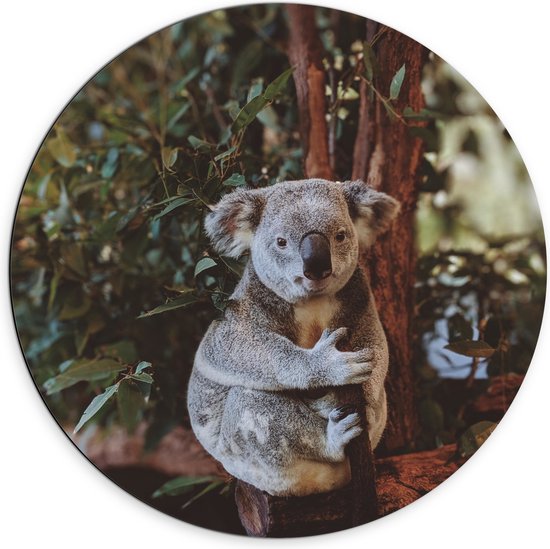 WallClassics - Dibond Muurcirkel - Koala Zittend op Bruine Takken met Groene Bladeren - 70x70 cm Foto op Aluminium Muurcirkel (met ophangsysteem)