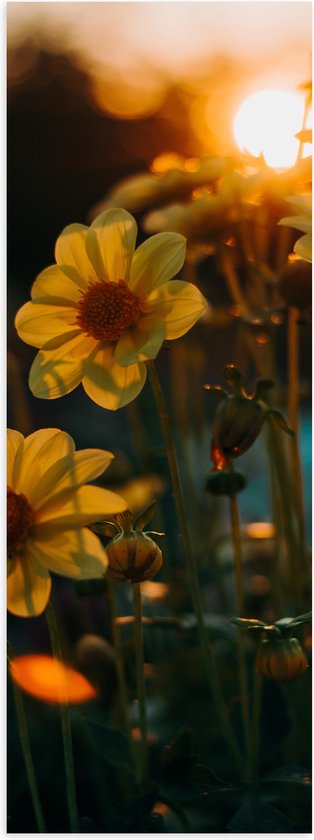 Poster (Mat) - Zonsondergang achter Gele Kleine Bloemen - 40x120 cm Foto op Posterpapier met een Matte look