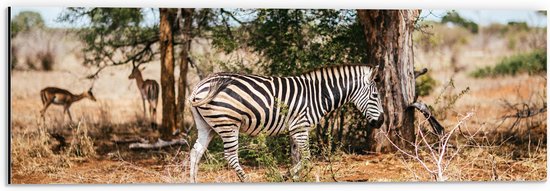 WallClassics - Dibond - Zebra rayé près des Arbres dans un paysage Droog - Photo sur aluminium 60 x 20 cm (avec système de suspension)