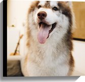 WallClassics - Canvas - Bruine Husky Hond met Uitstekende Tong - 40x40 cm Foto op Canvas Schilderij (Wanddecoratie op Canvas)