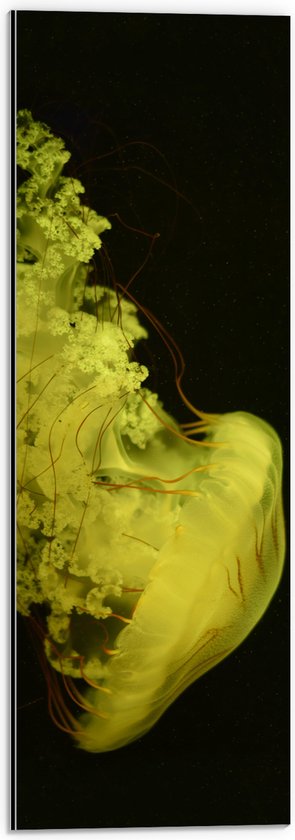 WallClassics - Dibond - Gele Kwal tegen Zwarte Achtergrond - 20x60 cm Foto op Aluminium (Met Ophangsysteem)