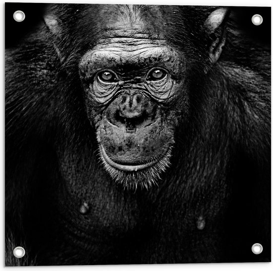 Tuinposter – Chimpansee van Dichtbij in Zwart-Wit - 50x50 cm Foto op Tuinposter (wanddecoratie voor buiten en binnen)