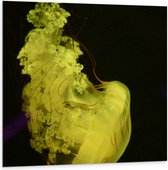 WallClassics - Dibond - Gele Kwal tegen Zwarte Achtergrond - 100x100 cm Foto op Aluminium (Wanddecoratie van metaal)