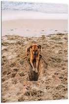 Dibond - Gravende Hond op het Strand - 100x150 cm Foto op Aluminium (Met Ophangsysteem)