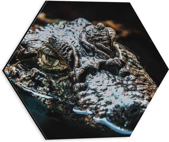 WallClassics - Dibond Hexagon - Alligator Drijvend in Rivier - 30x26.1 cm Foto op Hexagon (Met Ophangsysteem)